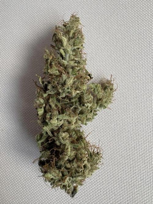 Mephisto and Dutch Passion. Week 12 - Xtreme Haze 2 weeks cured