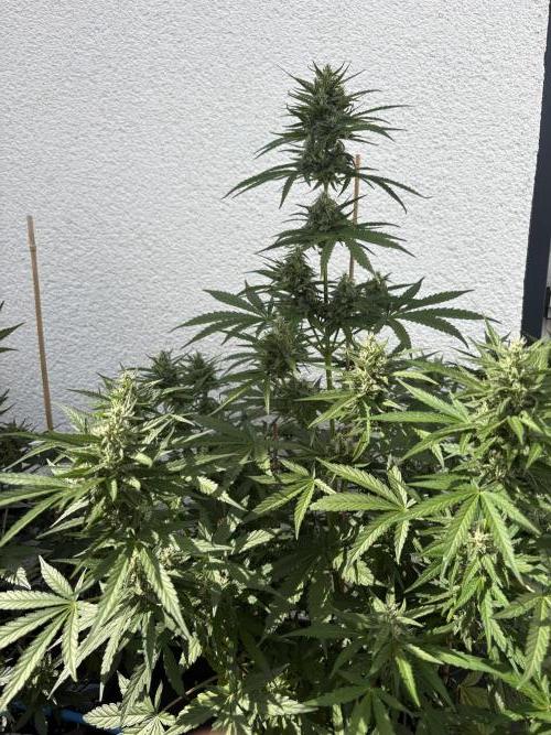 Mephisto Outdoor Sativas. Week 8 - OSB - D57