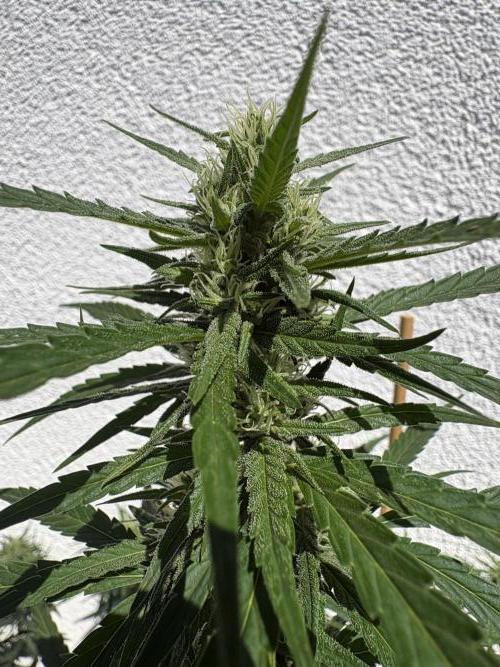 Mephisto Outdoor Sativas. Week 7 - OSB - D51