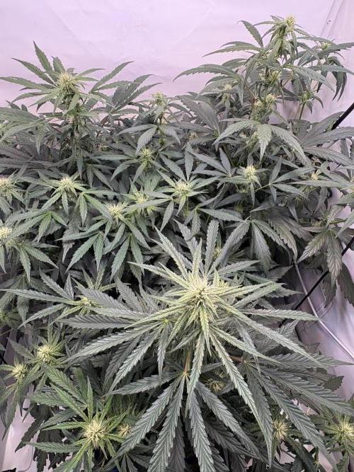 505 Headbanger. Week 7 - D43 - before rearrangement