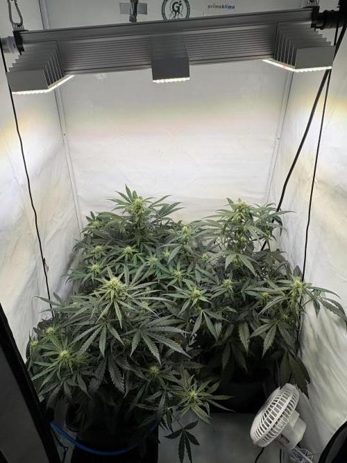 505 Headbanger. Week 7 - D43 - after rearrangement and tilt