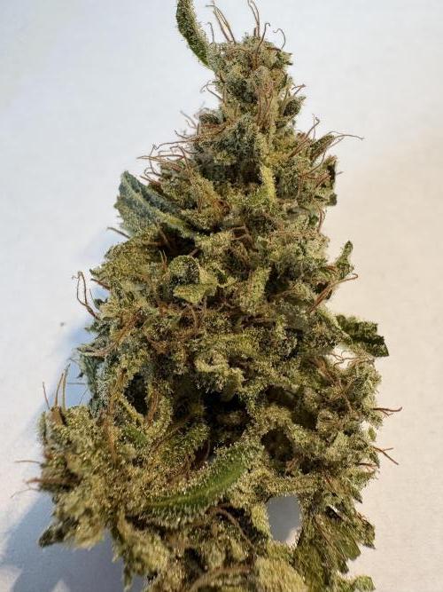 505 Headbanger. Week 12 - #1