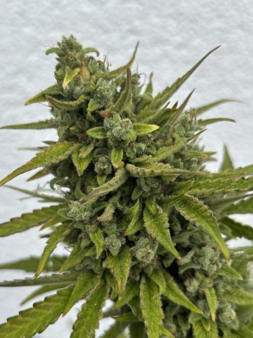 Mephisto Outdoor Sativas. Week 10 - CC - D81