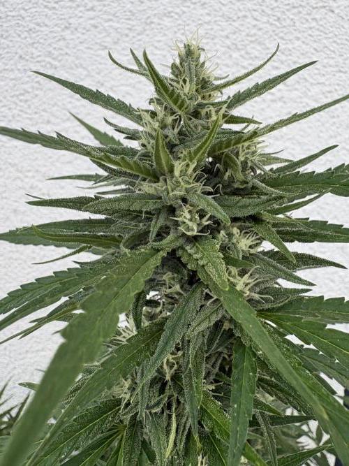 Mephisto Outdoor Sativas. Week 8 - OSB - D57
