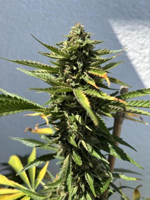 Mephisto Outdoor Sativas. Week 9 - NCH - D68
