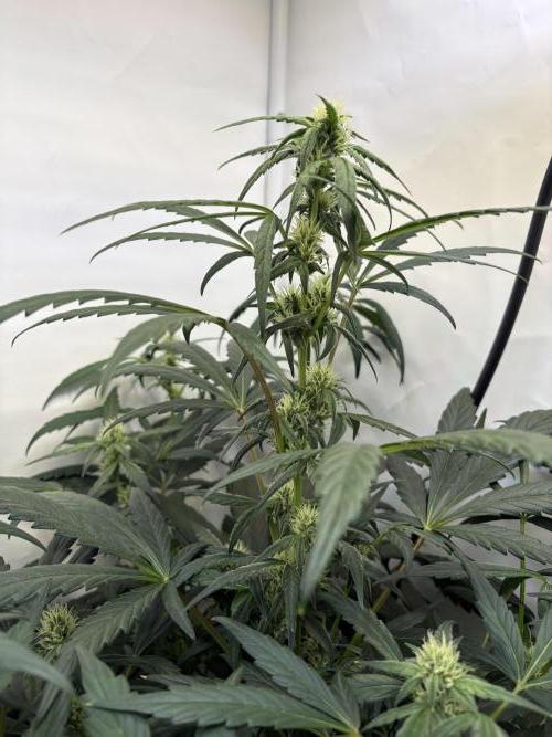 505 Headbanger. Week 7