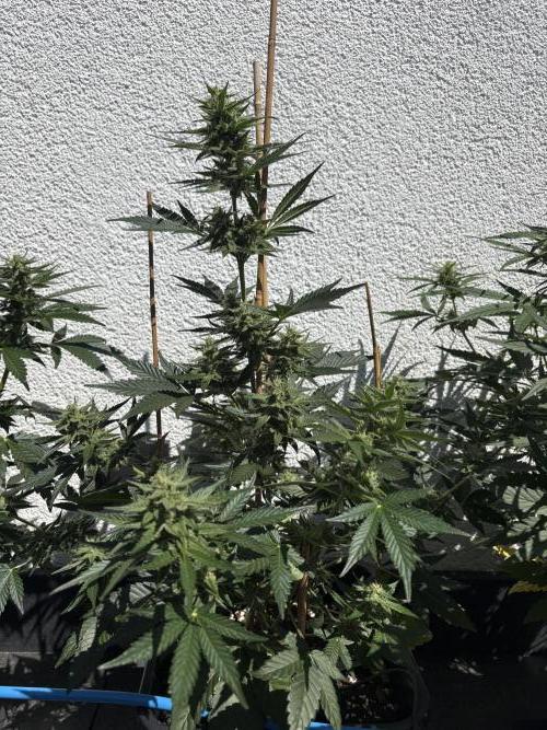 Mephisto Outdoor Sativas. Week 7 - CC - D51