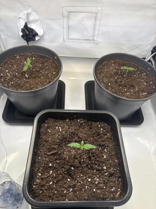 505 Headbanger. Week 2