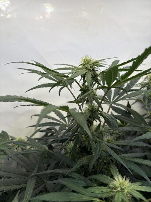 505 Headbanger. Week 7 - #1 - D43