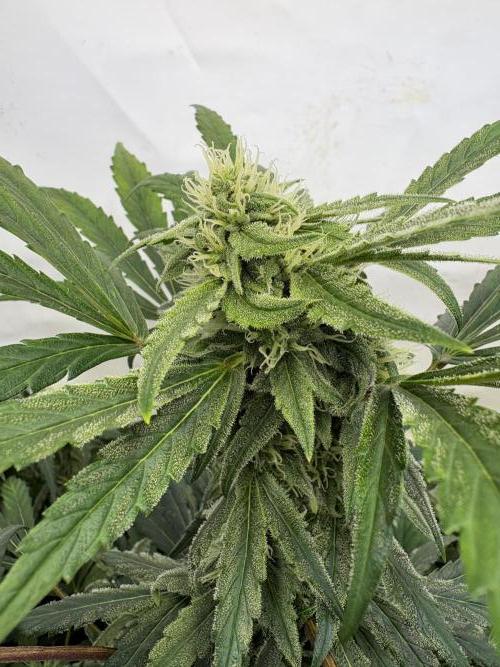 505 Headbanger. Week 8 - D50  -  #1