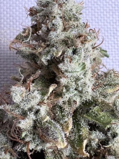 Mephisto and Dutch Passion. Week 12 - 505 Headbanger 2 weeks cured - 2x