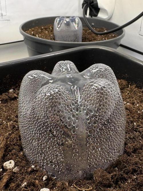 505 Headbanger. Week 1