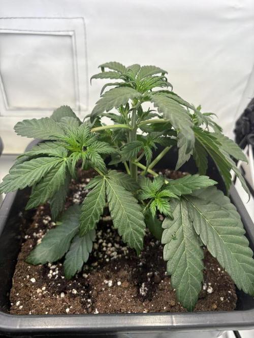 Mephisto Outdoor Sativas. Week 3 - NCH - D20