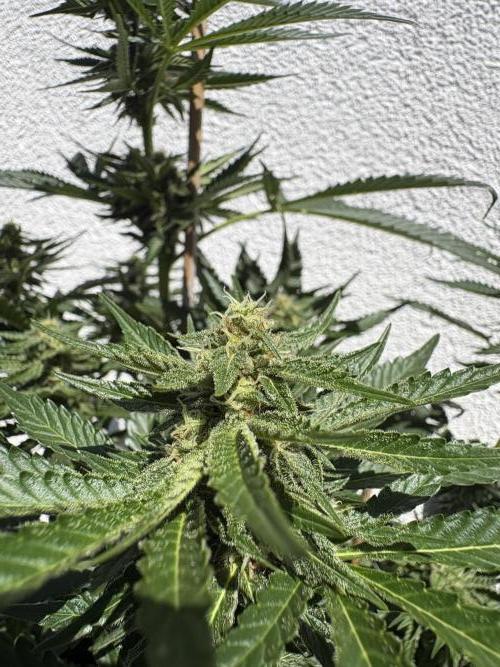 Mephisto Outdoor Sativas. Week 7 - NCH - D51