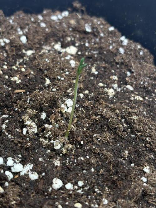 Mephisto Outdoor Sativas. Week 0 - D1 - NCH