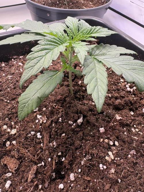 505 Headbanger. Week 3 - #2 - D14