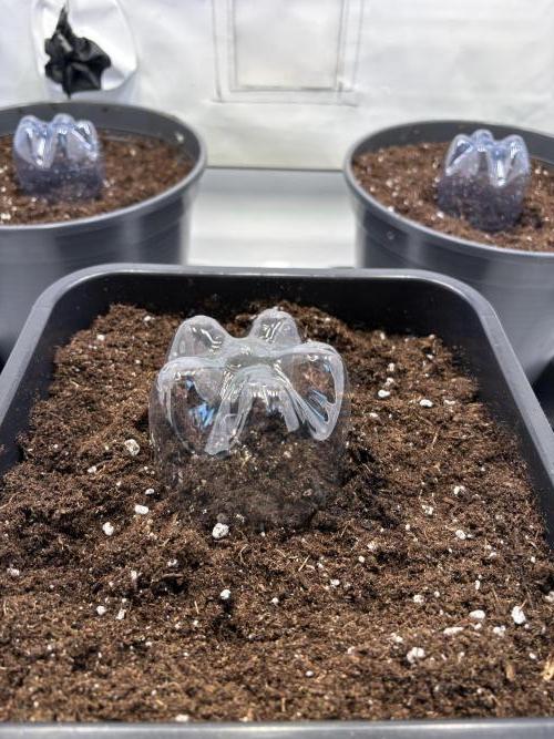 505 Headbanger. Week 0 - DIY Humidity domes