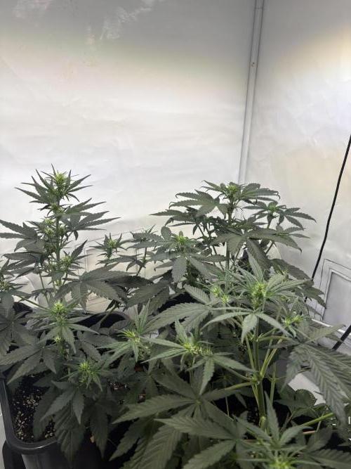 Mephisto Outdoor Sativas. Week 4 - D28