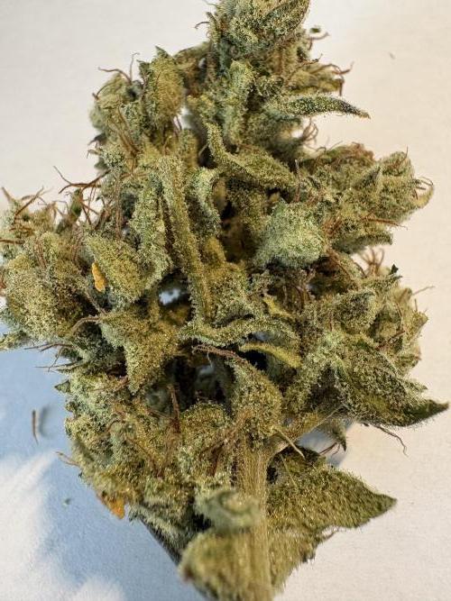 505 Headbanger. Week 12