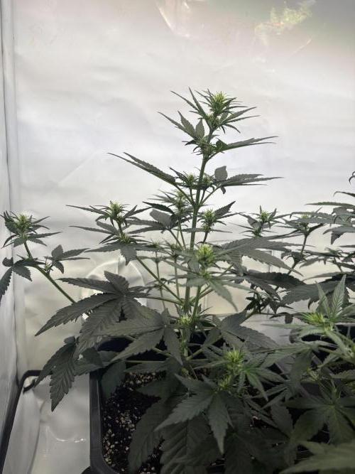 Mephisto Outdoor Sativas. Week 4 - CC - D28