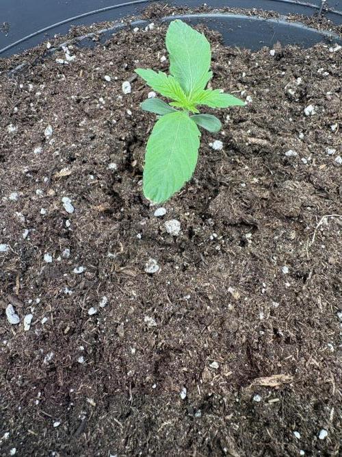 505 Headbanger. Week 2 - #1