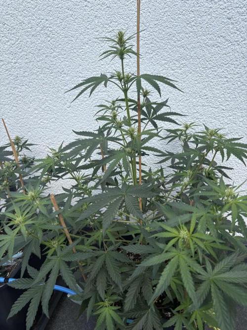 Mephisto Outdoor Sativas. Week 5 - OSB - D38
