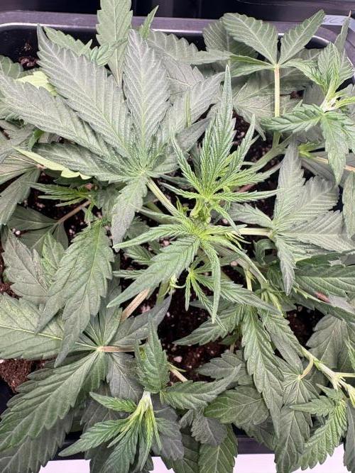 Mephisto Outdoor Sativas. Week 3 - OSB - D20