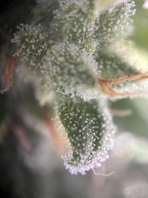 Mephisto Outdoor Sativas. Week 9