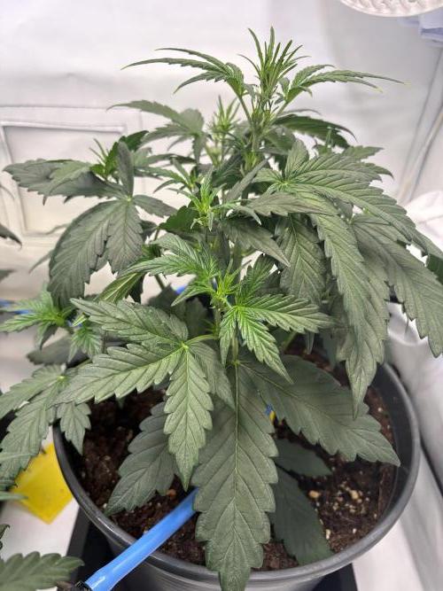 505 Headbanger. Week 5 - #3 - D29