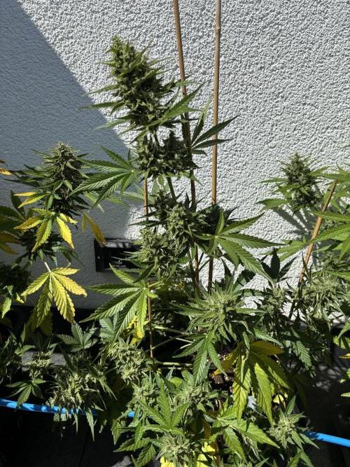 Mephisto Outdoor Sativas. Week 9 - CC - D68