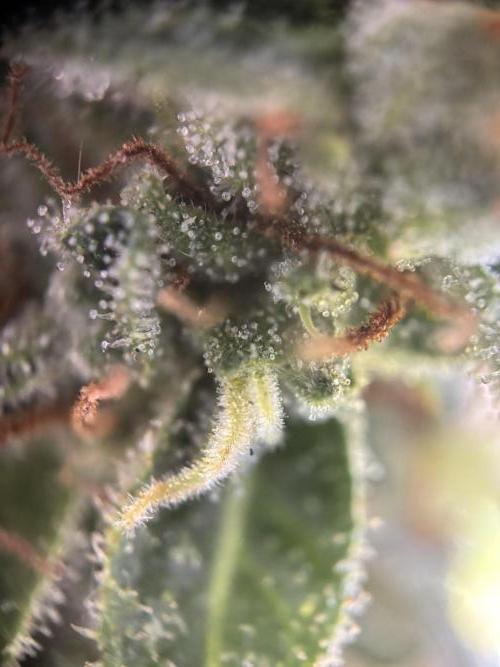Mephisto Outdoor Sativas. Week 9