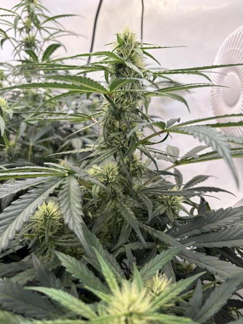 505 Headbanger. Week 7 - #2 - D43