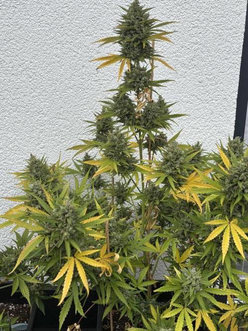 Mephisto Outdoor Sativas. Week 10 - OSB - D81