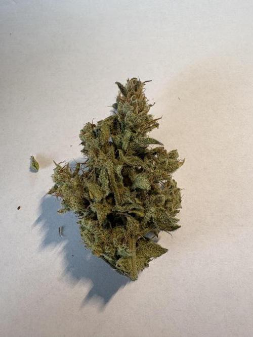 505 Headbanger. Week 12 - #3