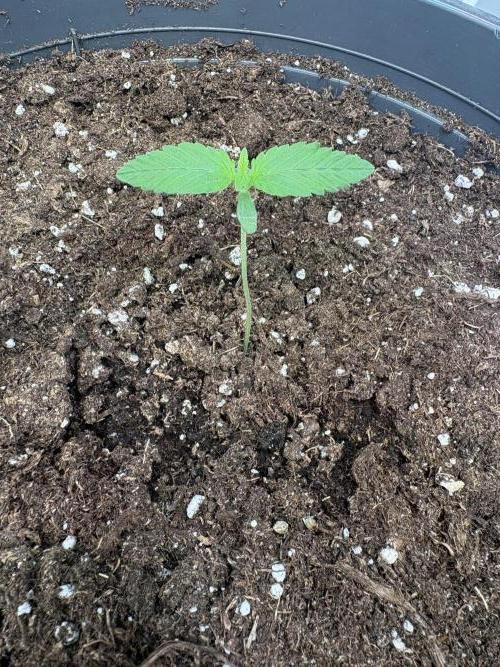 505 Headbanger. Week 2 - #3