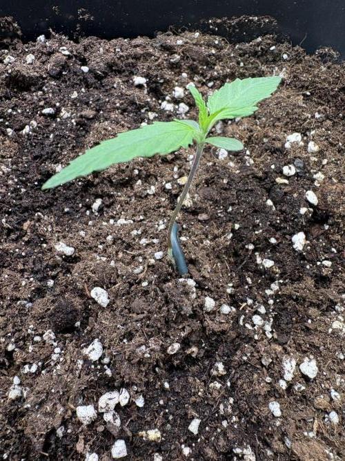 Mephisto Outdoor Sativas. Week 1 - OSB - D7