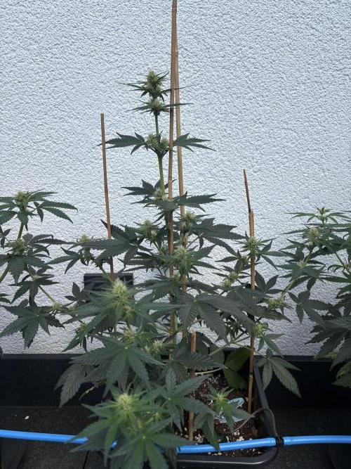 Mephisto Outdoor Sativas. Week 5 - CC - D38
