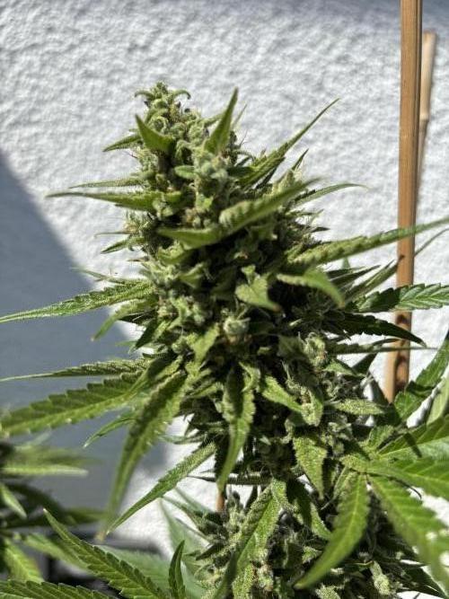 Mephisto Outdoor Sativas. Week 9 - CC - D68