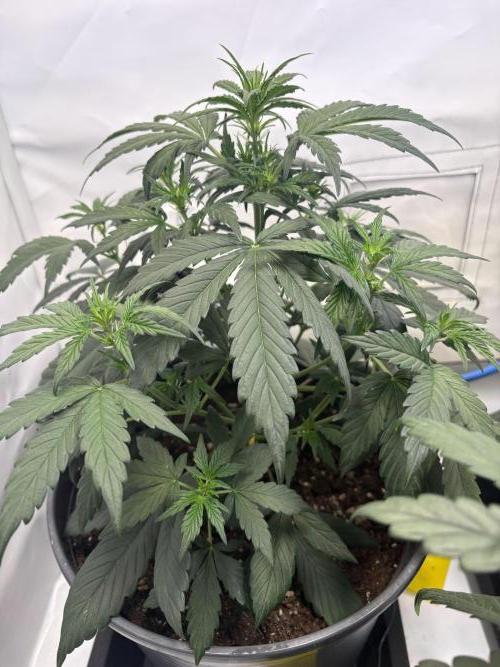 505 Headbanger. Week 5 - #1 - D29