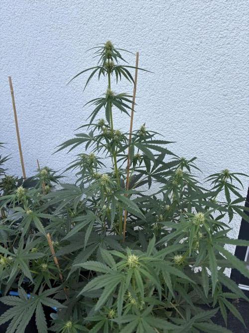 Mephisto Outdoor Sativas. Week 6 - OSB - D45