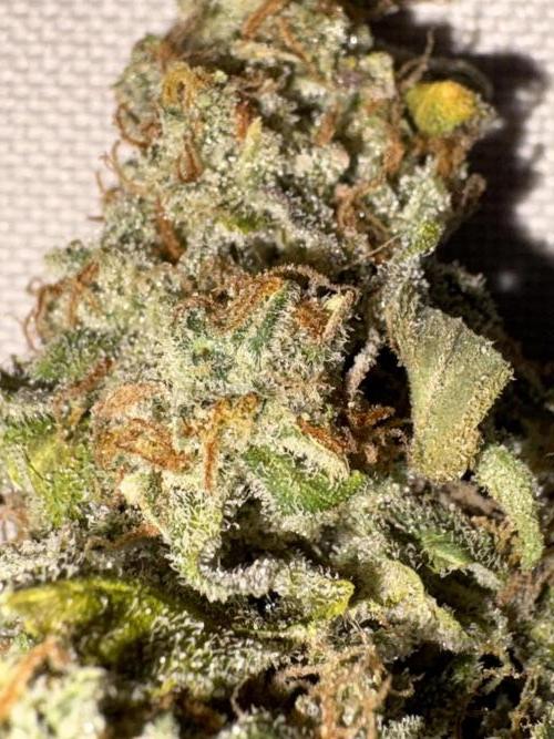 Mephisto and Dutch Passion. Week 12 - Dead Lot 2 weeks cured - 2x flash