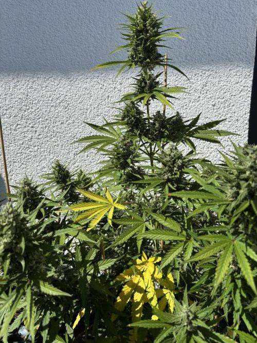 Mephisto Outdoor Sativas. Week 9 - OSB - D68