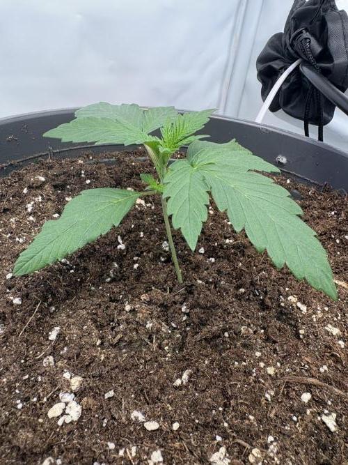 505 Headbanger. Week 3 - #3 - D14