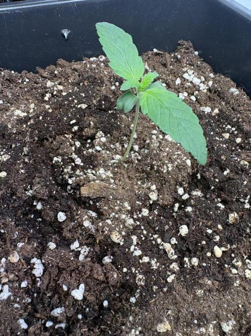 Mephisto Outdoor Sativas. Week 1 - CC - D7