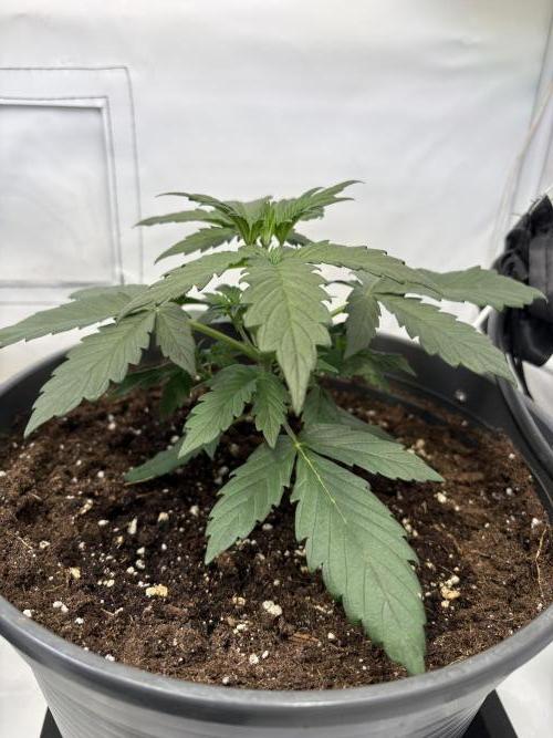 505 Headbanger. Week 4 - #3 - Day 22