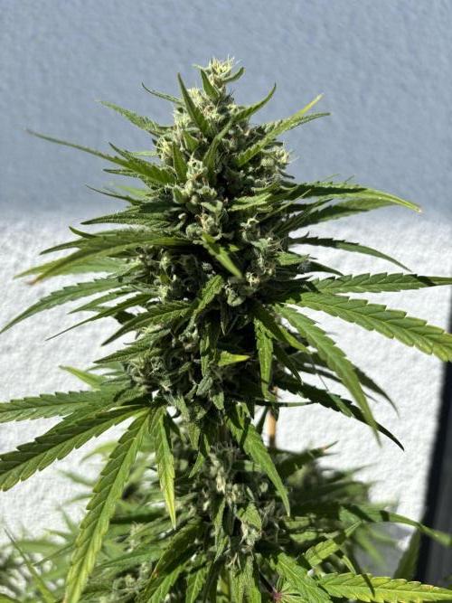 Mephisto Outdoor Sativas. Week 9 - OSB - D68