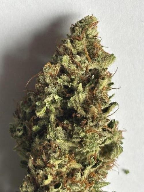 Mephisto Outdoor Sativas. Week 11