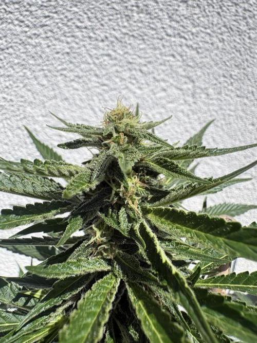 Mephisto Outdoor Sativas. Week 7 - NCH - D51