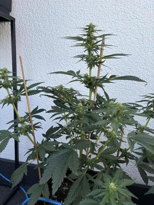 Mephisto Outdoor Sativas. Week 6 - NCH - D45