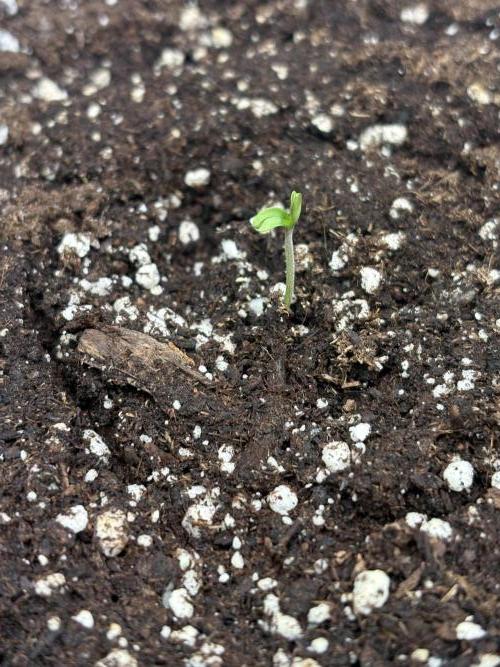 Mephisto Outdoor Sativas. Week 0 - D1 - CC